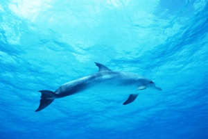 Dolphin in Deep Blue Sea2586612514 300x200 - Dolphin in Deep Blue Sea - Roaring, Dolphin, deep, blue